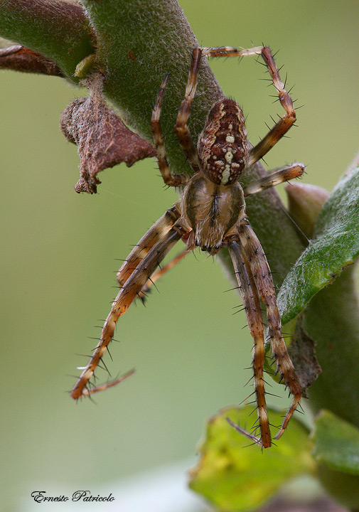 Araneus diadematus